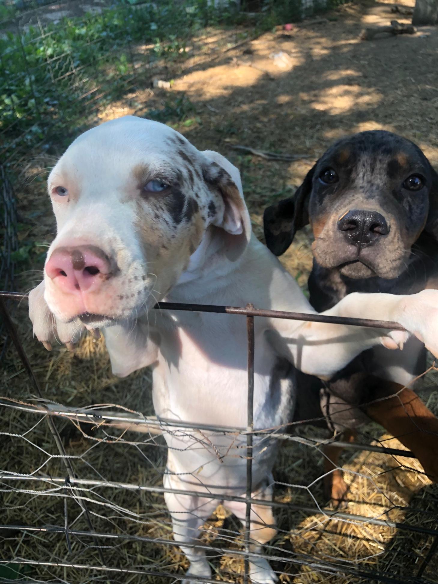 Fashion old catahoula