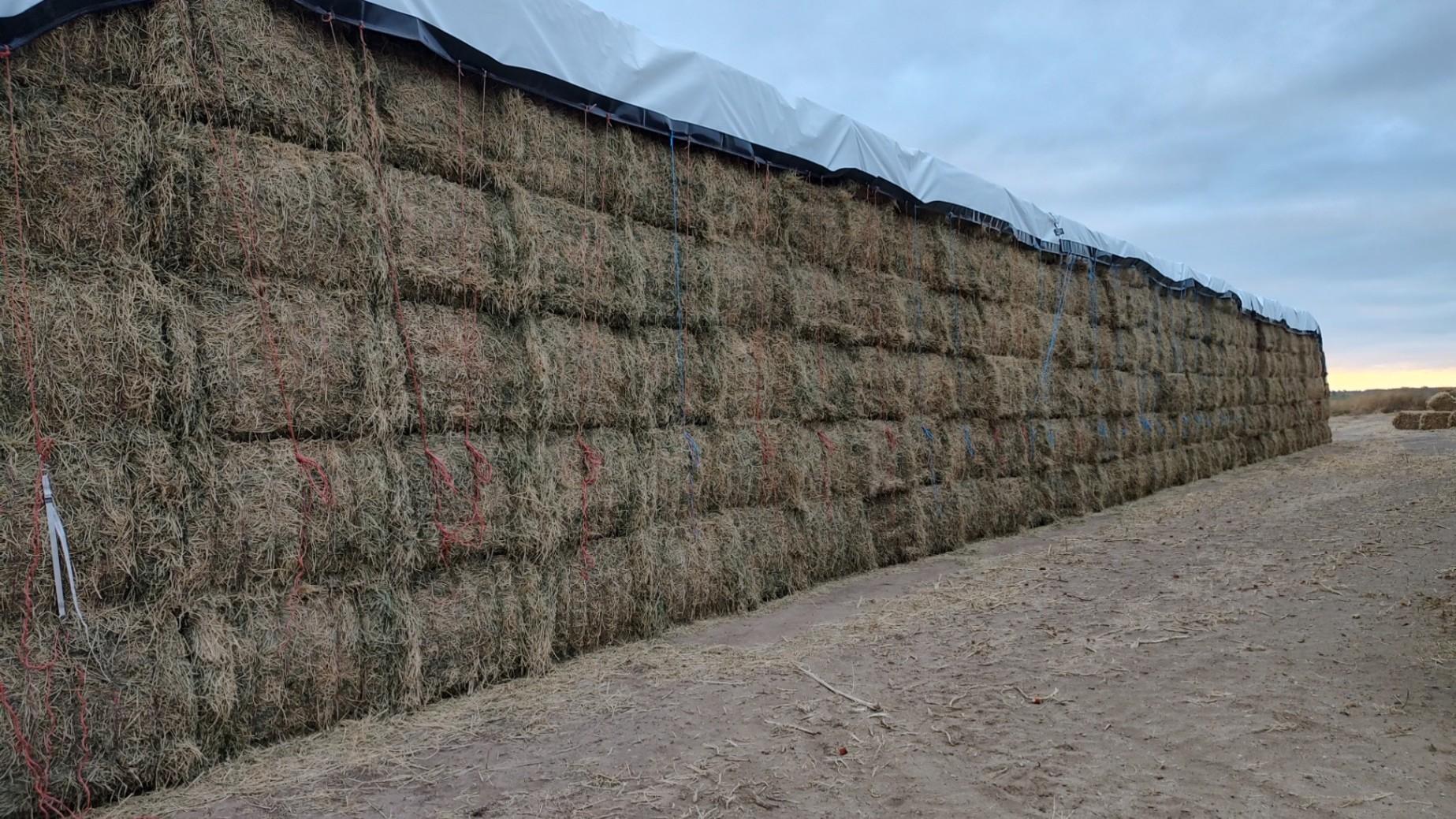 Large Square Alfalfa Bales for sale | Saint John, KS