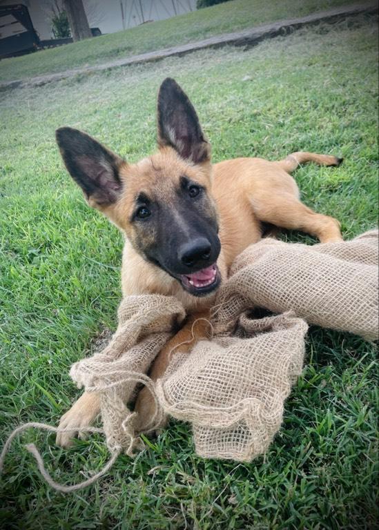 German shepherd x belgian malinois puppies fashion for