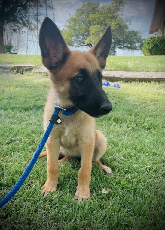 Belgian malinois shops 3 months