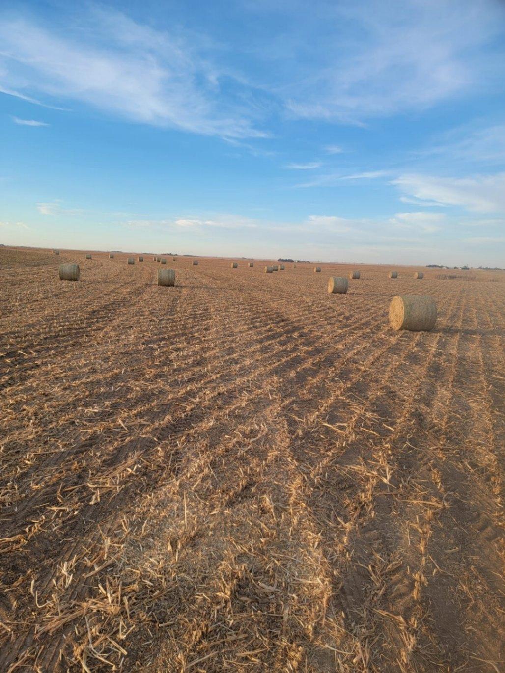 Large Round Sudan Bales for sale Copeland, KS